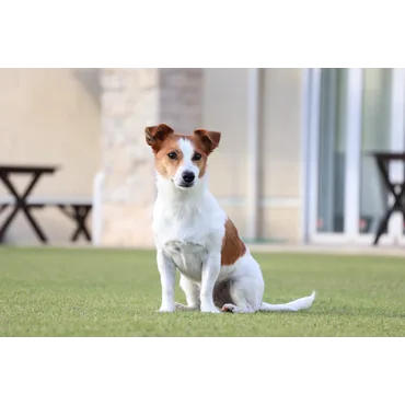 Canon RF-S telezoomobjektiv