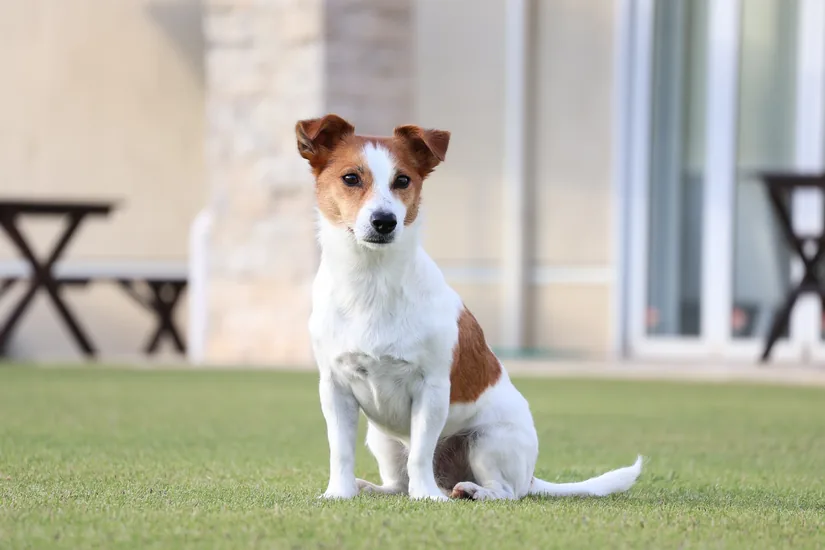 Canon RF-S telezoomobjektiv - 55 mm - 210 mm