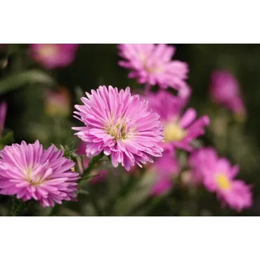 Canon RF-S telezoomobjektiv