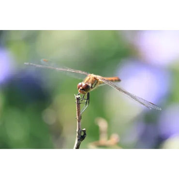 Canon RF-S telezoomobjektiv